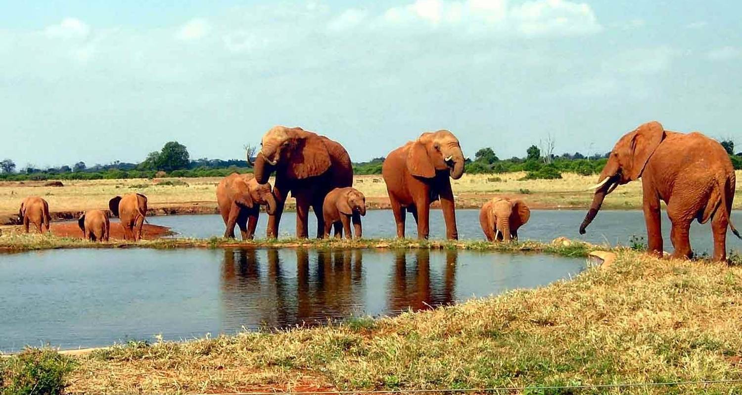 5 Days Kenya Mid Range Safari to Tsavo East,West  And Amboseli  Package - Gracepatt Ecotours Kenya