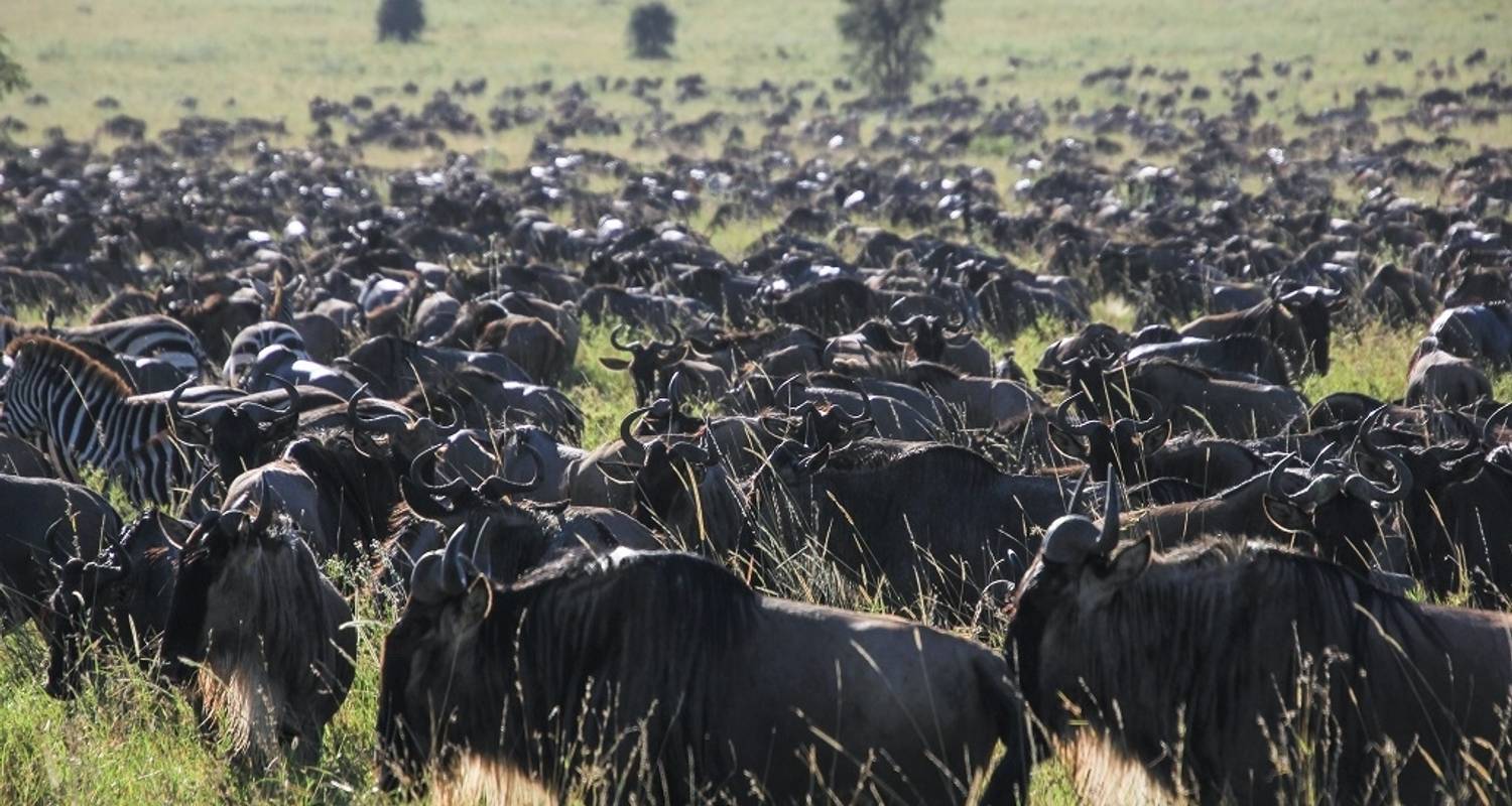 5-Day Serengeti Migration Safari: Experience the Ultimate Journey to Eastern and Central Serengeti. - Africa Natural Tours