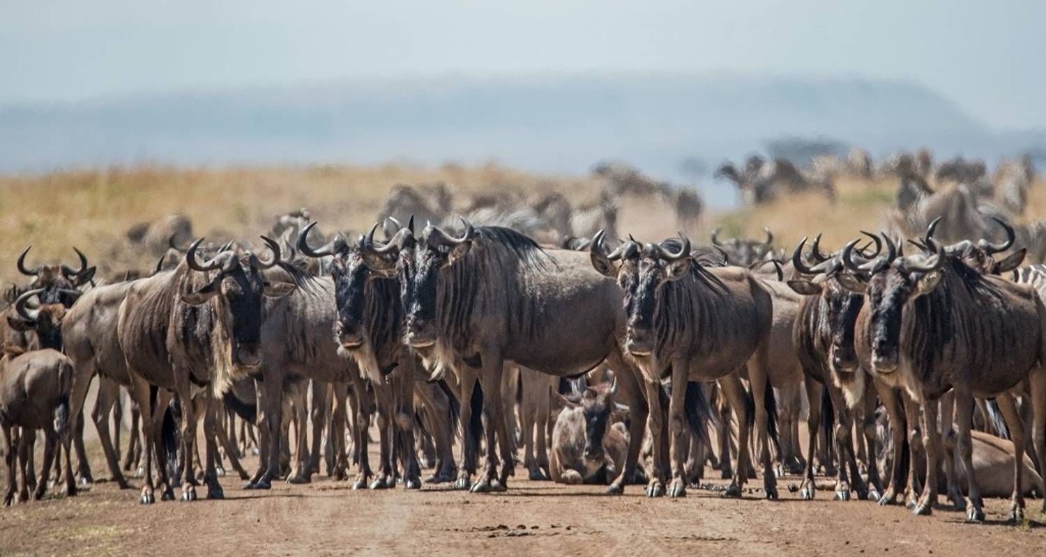 Safari de 5 días por la migración del Serengeti oriental y central a precio razonable - Africa Natural Tours