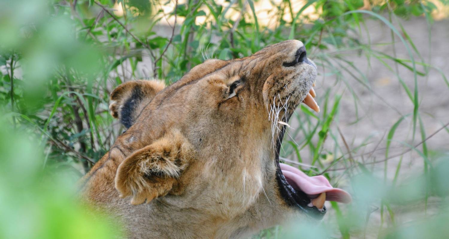 Le meilleur safari Mikumi au départ de Dar es Salaam à un prix raisonnable - 3 jours. - Africa Natural Tours