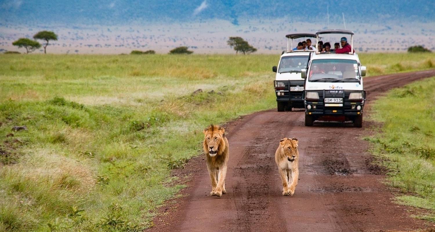 safari tour kenia kosten