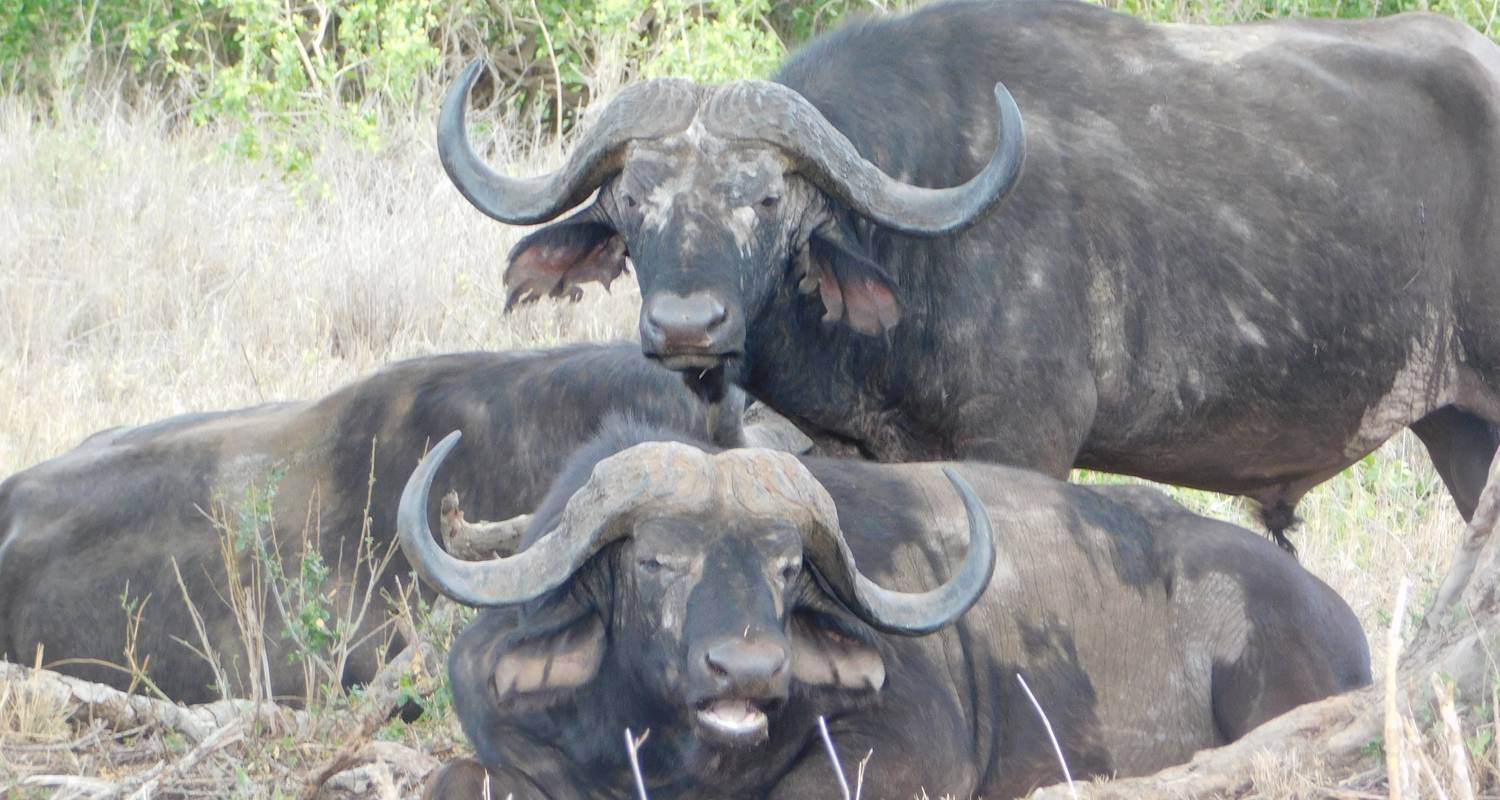 Kenia: Wildtier-Safari für die ganze Familie - 8 Tage - Trek Afrika Adventures