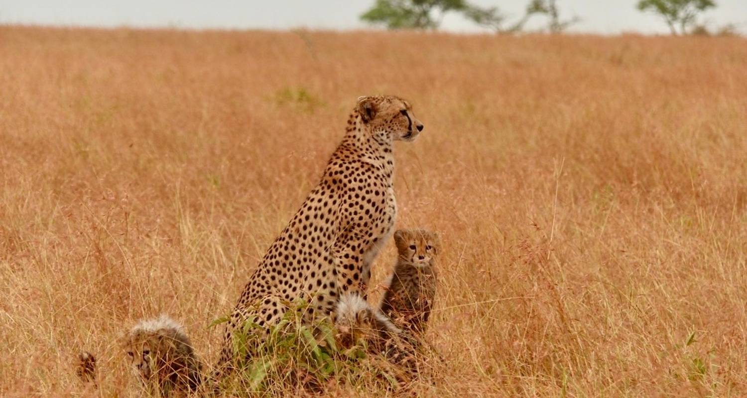 Big Five Kenya wildlife safari - 6 Days Private Luxury Expeditions - Professional Safari Africa