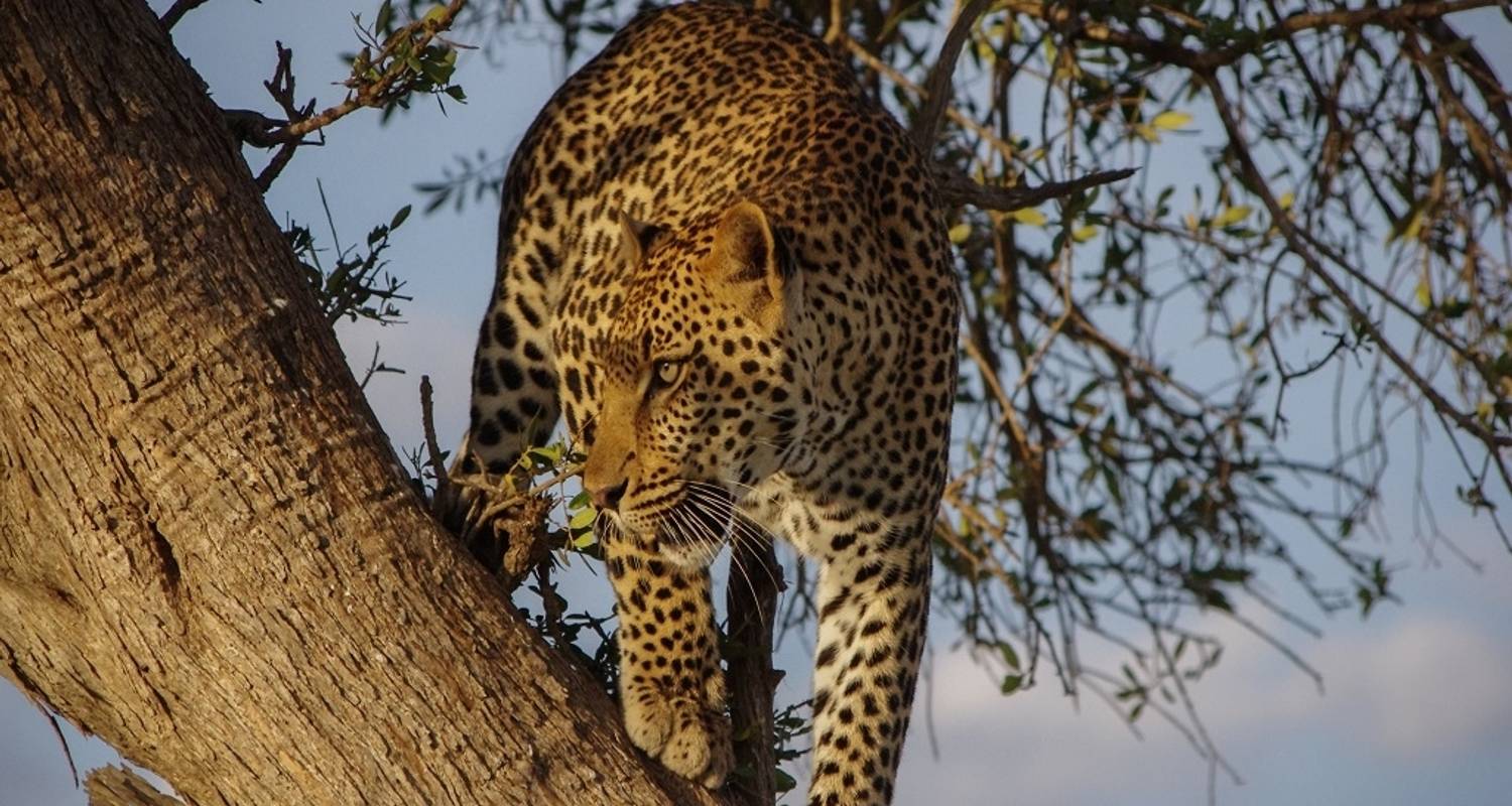 Nuestro Mejor Safari de 6 Días por Kenia, África: Excursión en Grupo a un Precio Asequible - Africa Natural Tours