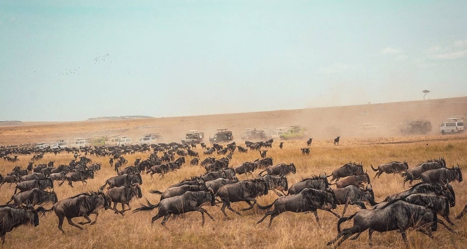 Ultimate African Adventure: Experience the Spectacular Wildlife in a 7-Day Kenya Safari. - Africa Natural Tours