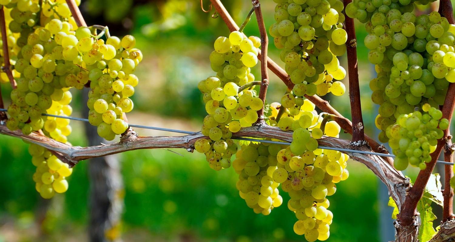 6 Day Wine Escape: Ancient Nemea, Peloponnese, and Santorini