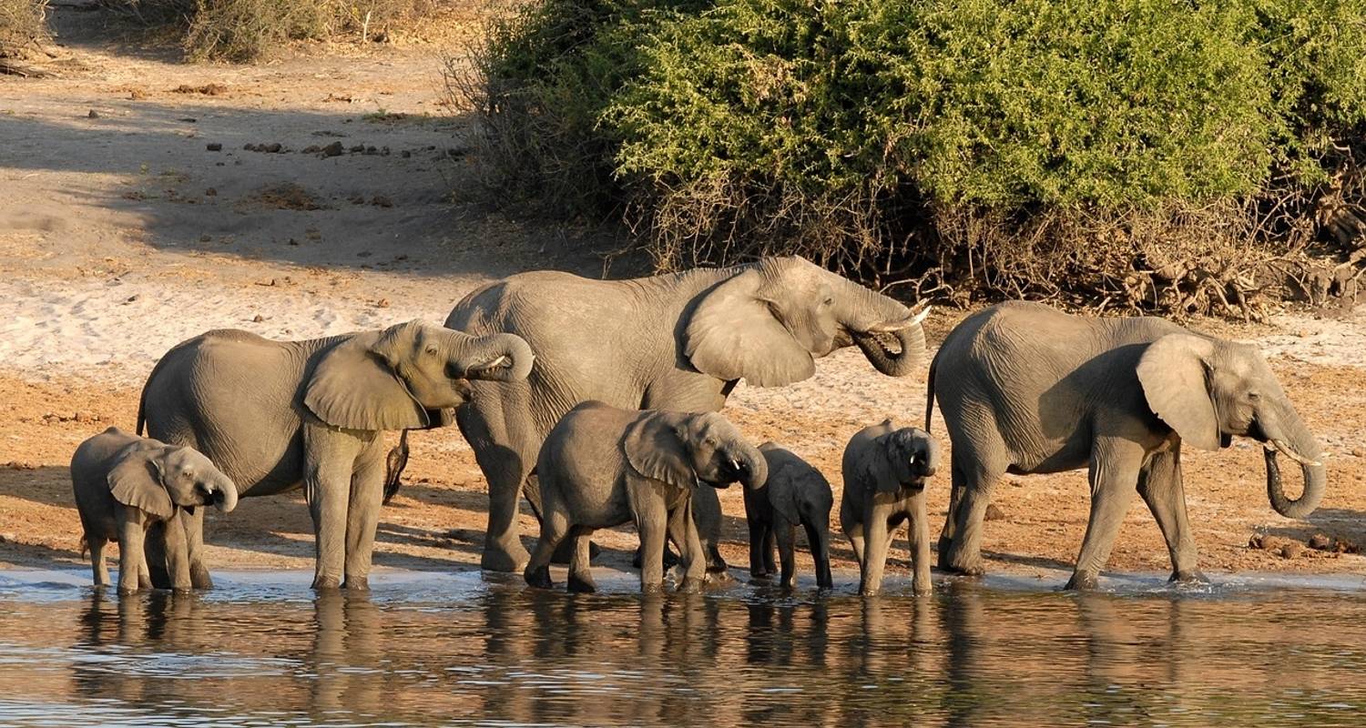 Fotosafari in Botswana – Moremi Reserve – Chobe NP - Bucket List Group Travel LLC