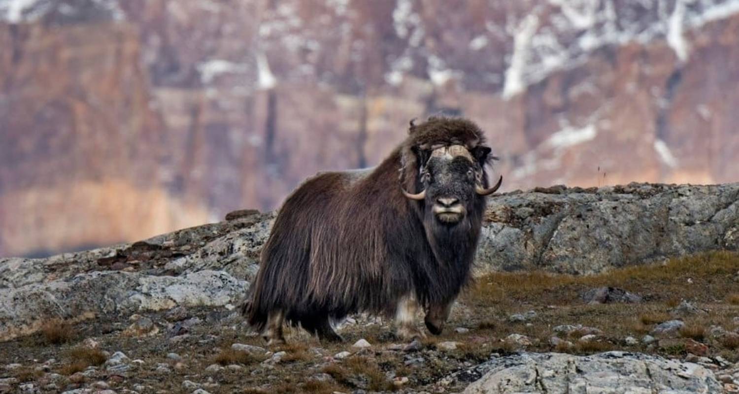 Serene Greenland - To the World's Largest National Park - Hurtigruten