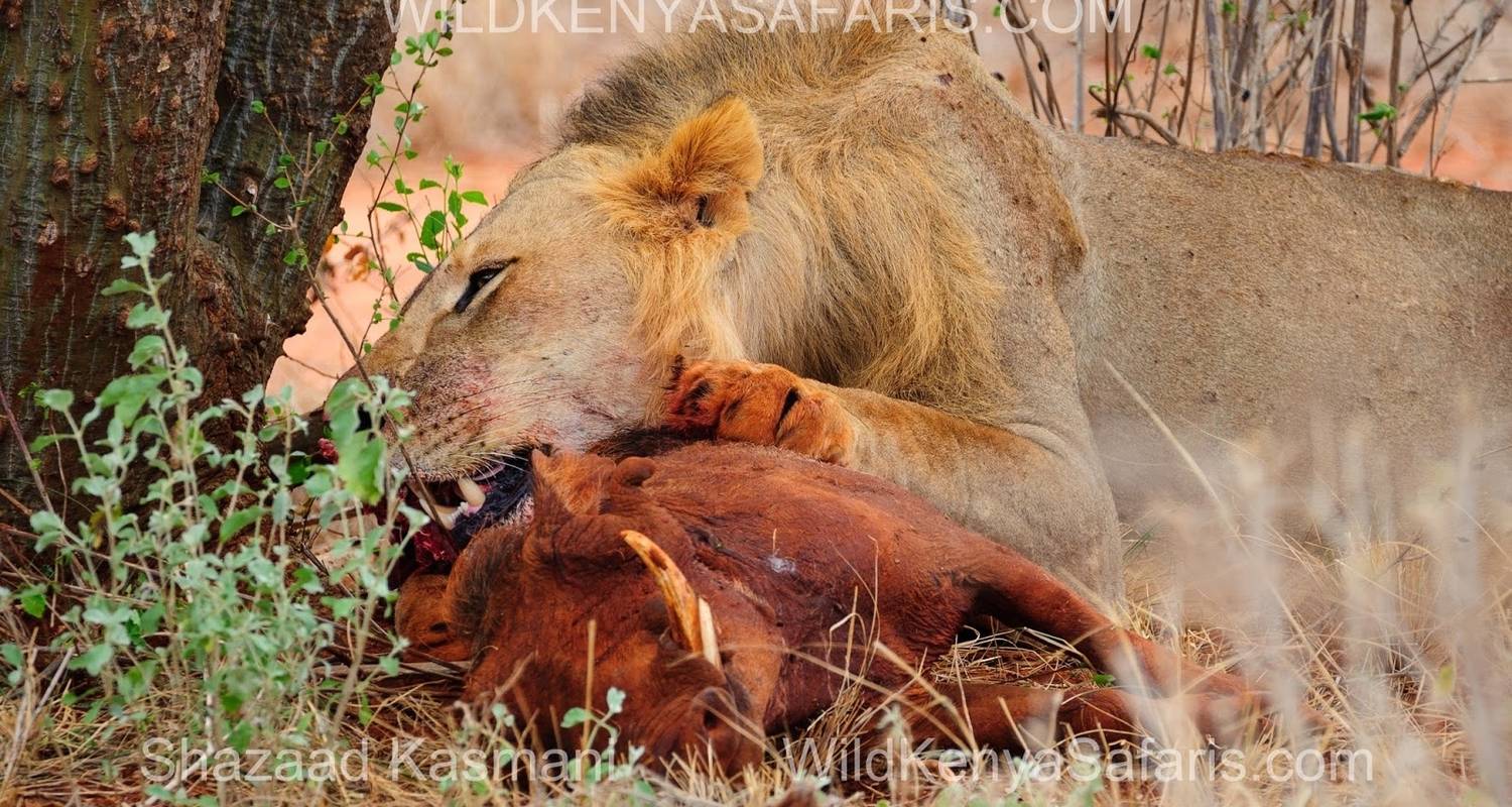 Parc national de Tsavo Safaris