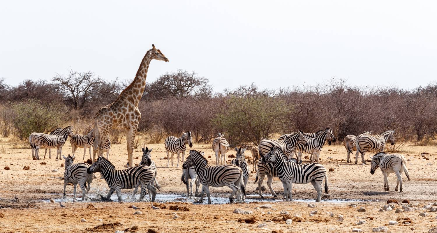 Circuit de luxe de 8 jours à Sossusvlei, Swakop, Twyfelfontein et Etosha - Discovery Transfers and Tours