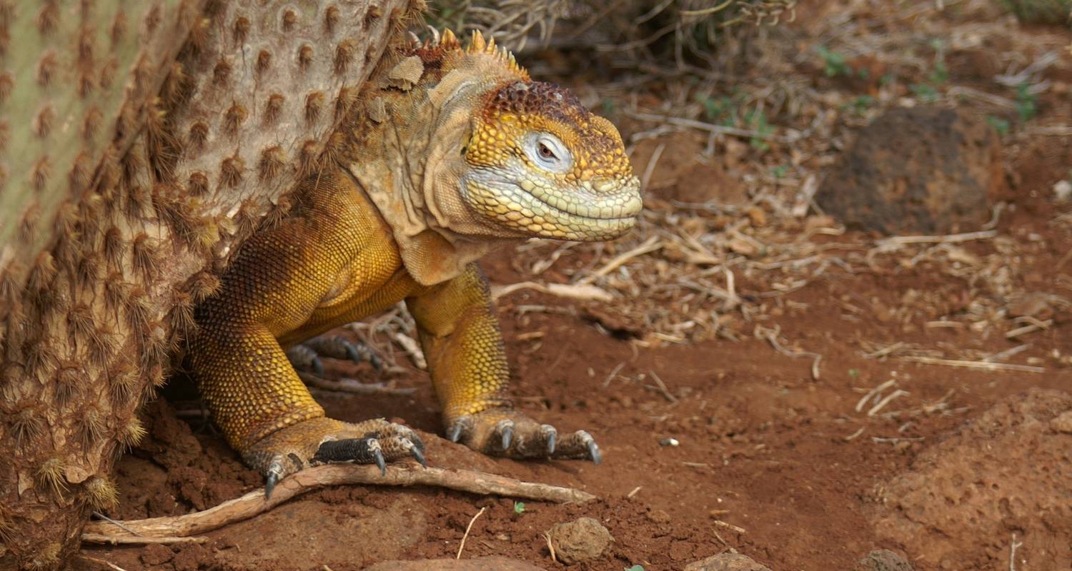 4 Tage Galapagos-Überraschungs Privatreise - Cami Adventures