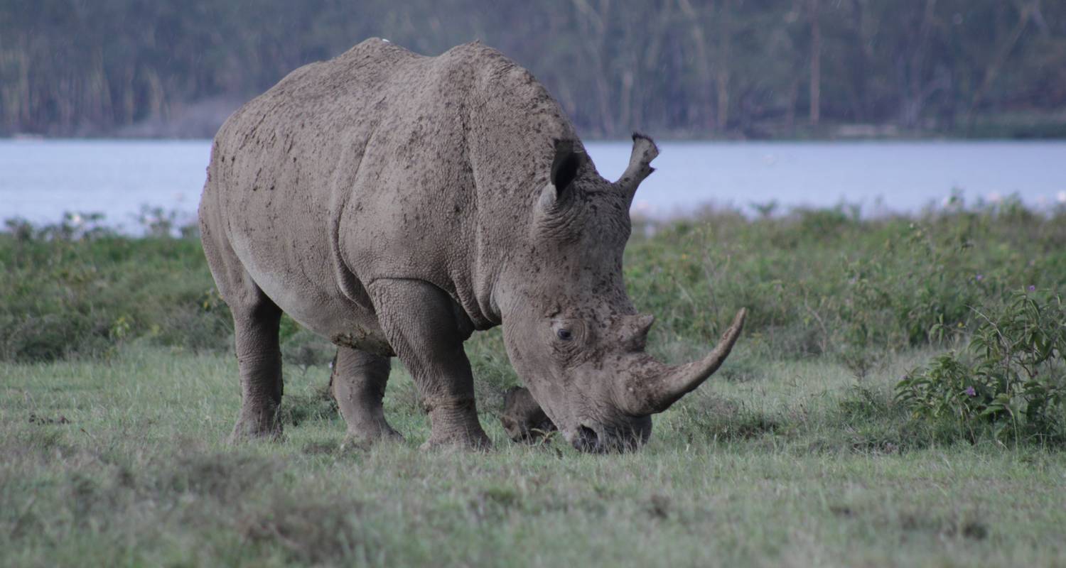 5 days Samburu Rhino Tracking Experience in Kenya. - Primate World Safaris (U) Ltd