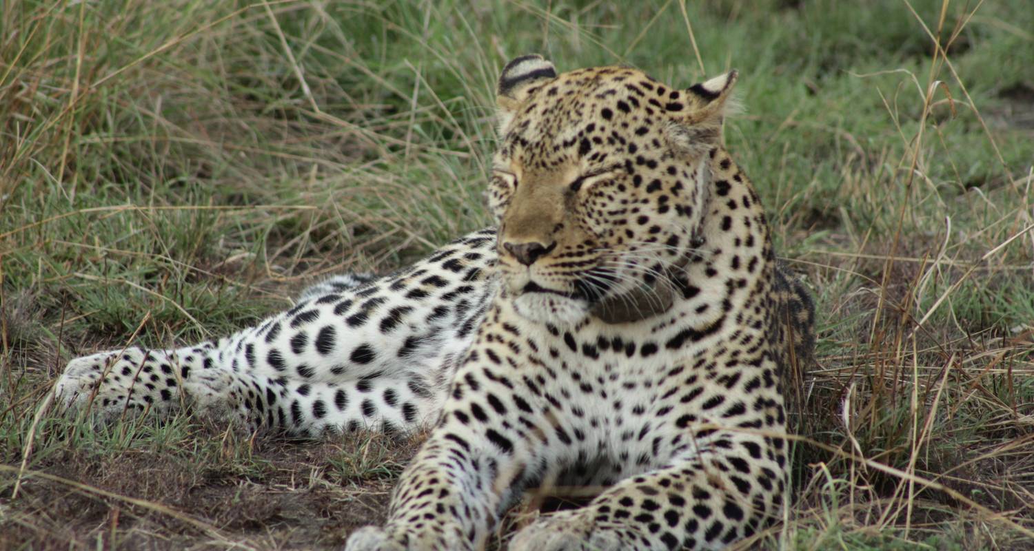 4 days Samburu Express Safari in Kenya - Primate World Safaris (U) Ltd