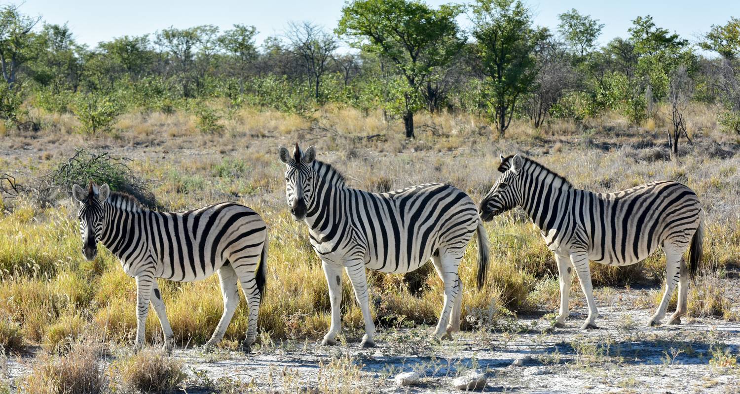 Circuit de luxe de 10 jours en Namibie - Discovery Transfers and Tours