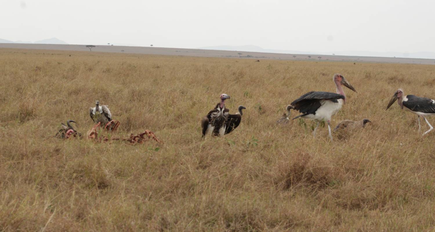 8 jours de safari à Samburu et au Masai Mara - Primate World Safaris (U) Ltd