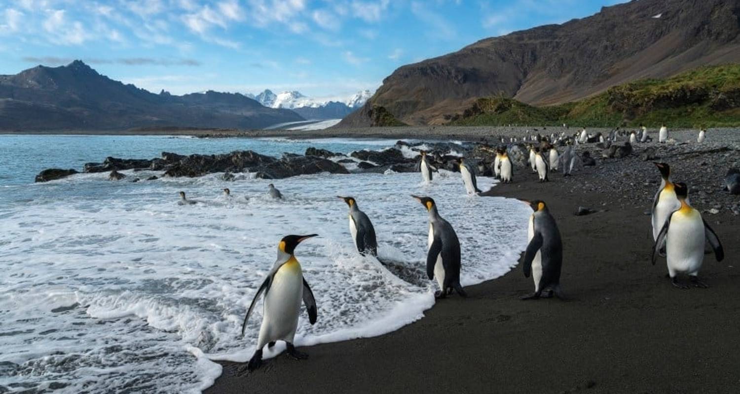 Expeditie Antarctica&Falklandeilanden | In zuidelijke richting - Hurtigruten