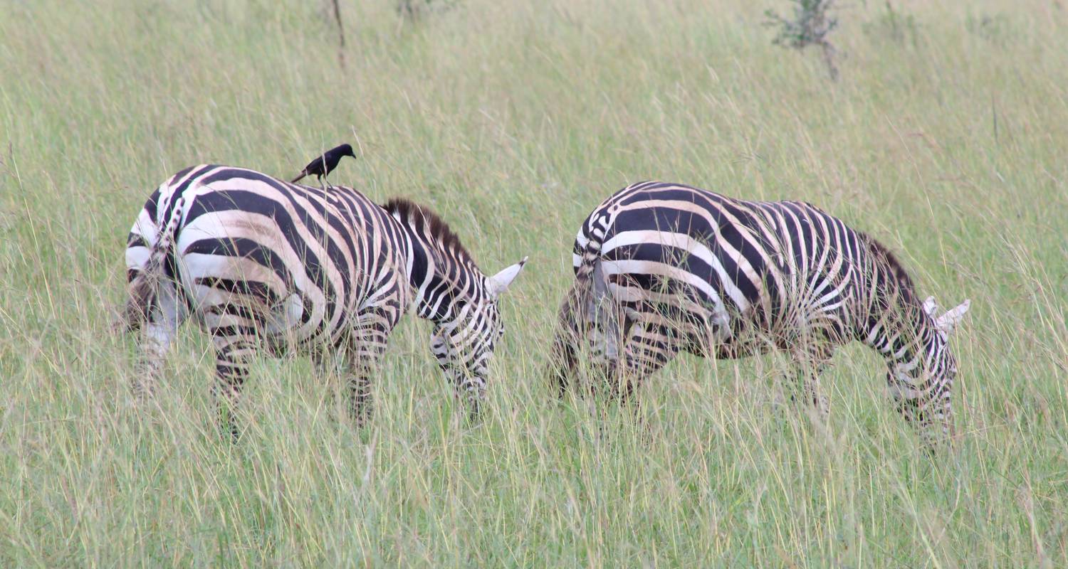 4 days Ngorongoro Crater & Lake Manyara Safari - Primate World Safaris (U) Ltd