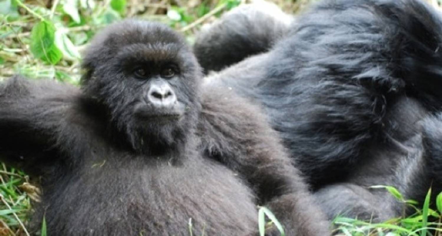 Gorillas and Game Parks - Absolute Africa