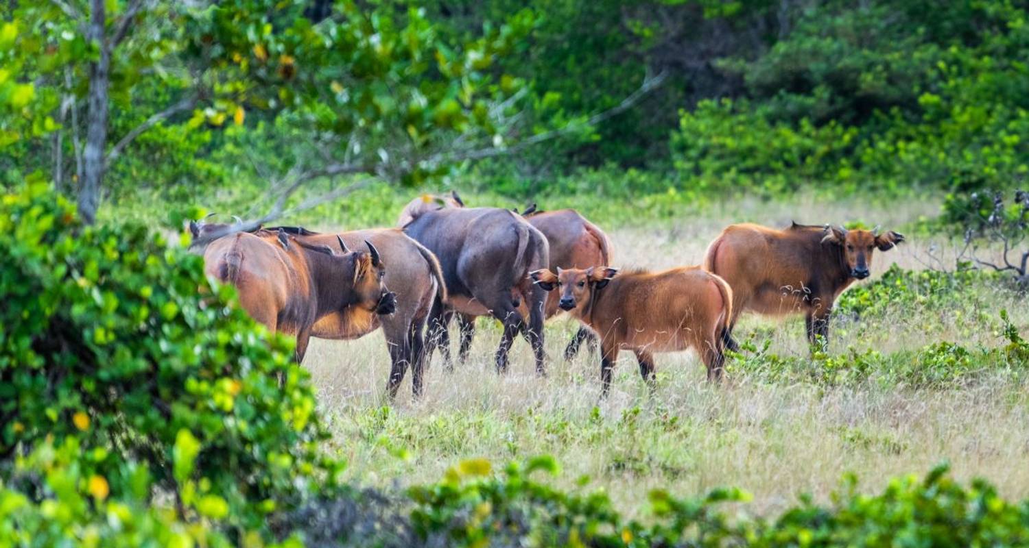 Gabon Tours & Trips