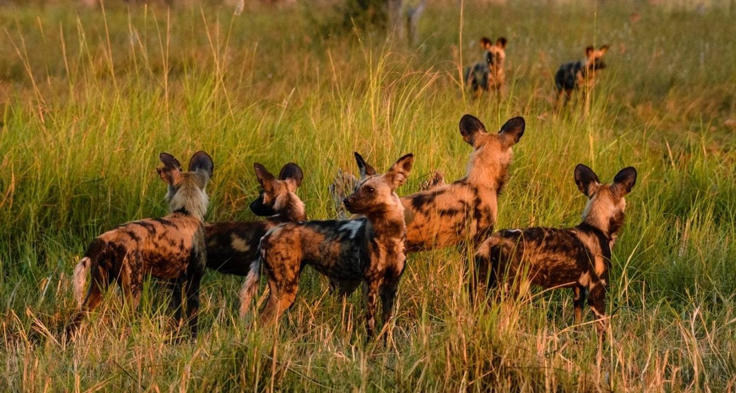 Auf den Pfaden der Elefanten durch Botswana - DIAMIR Erlebnisreisen