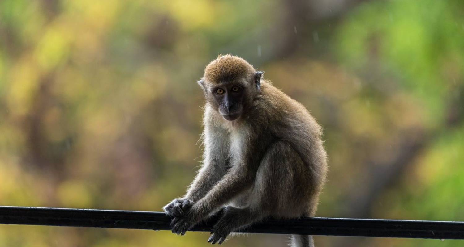 Elefante Circuitos en Asia