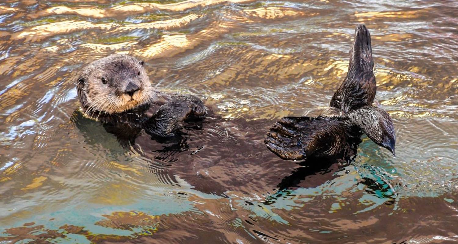 Voyage photo estival à Hokkaido à la rencontre des orques, des ours et des grues - DIAMIR Erlebnisreisen