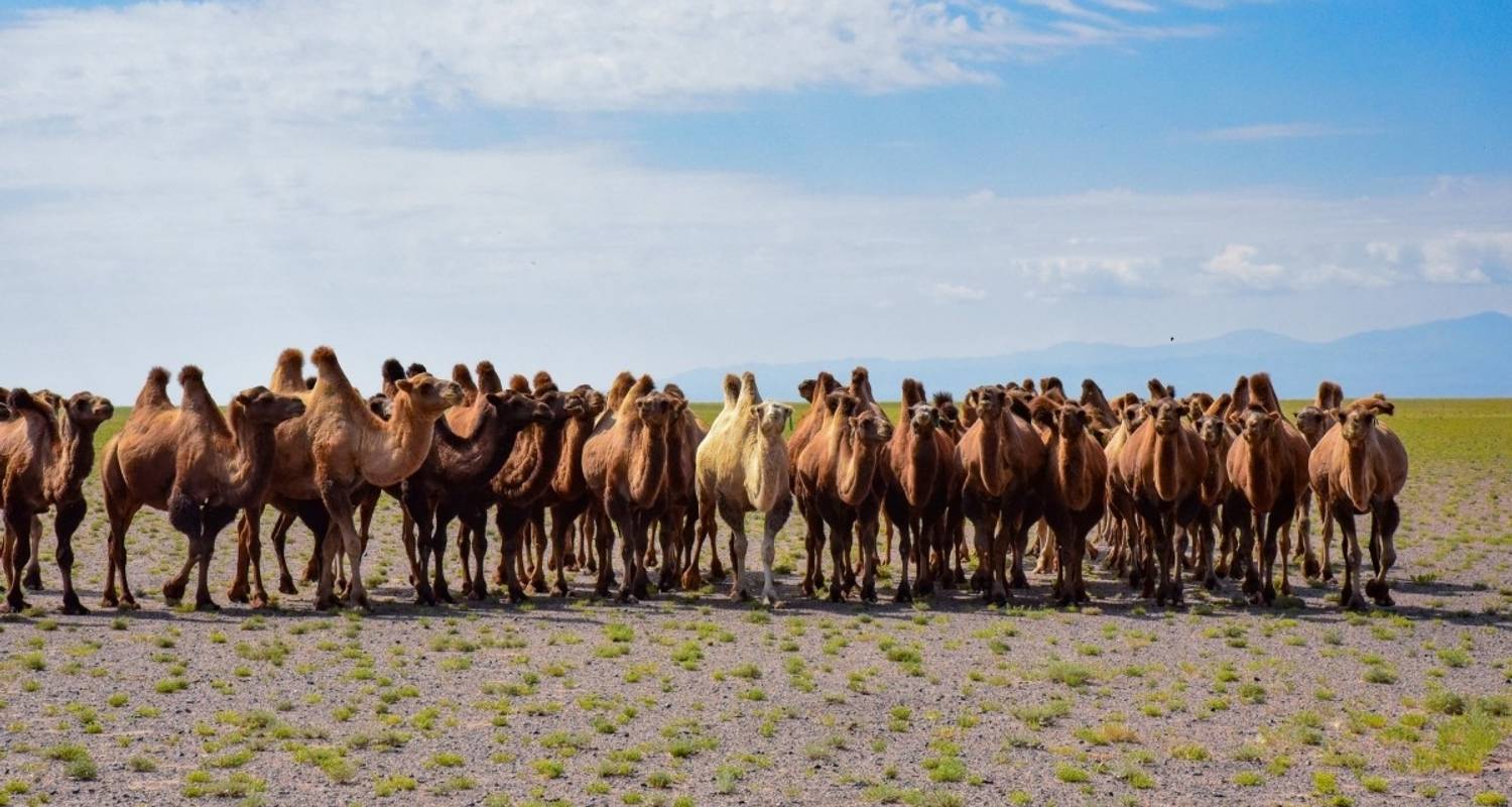 To the Altai Mountains for the Eagle Festival - DIAMIR Erlebnisreisen