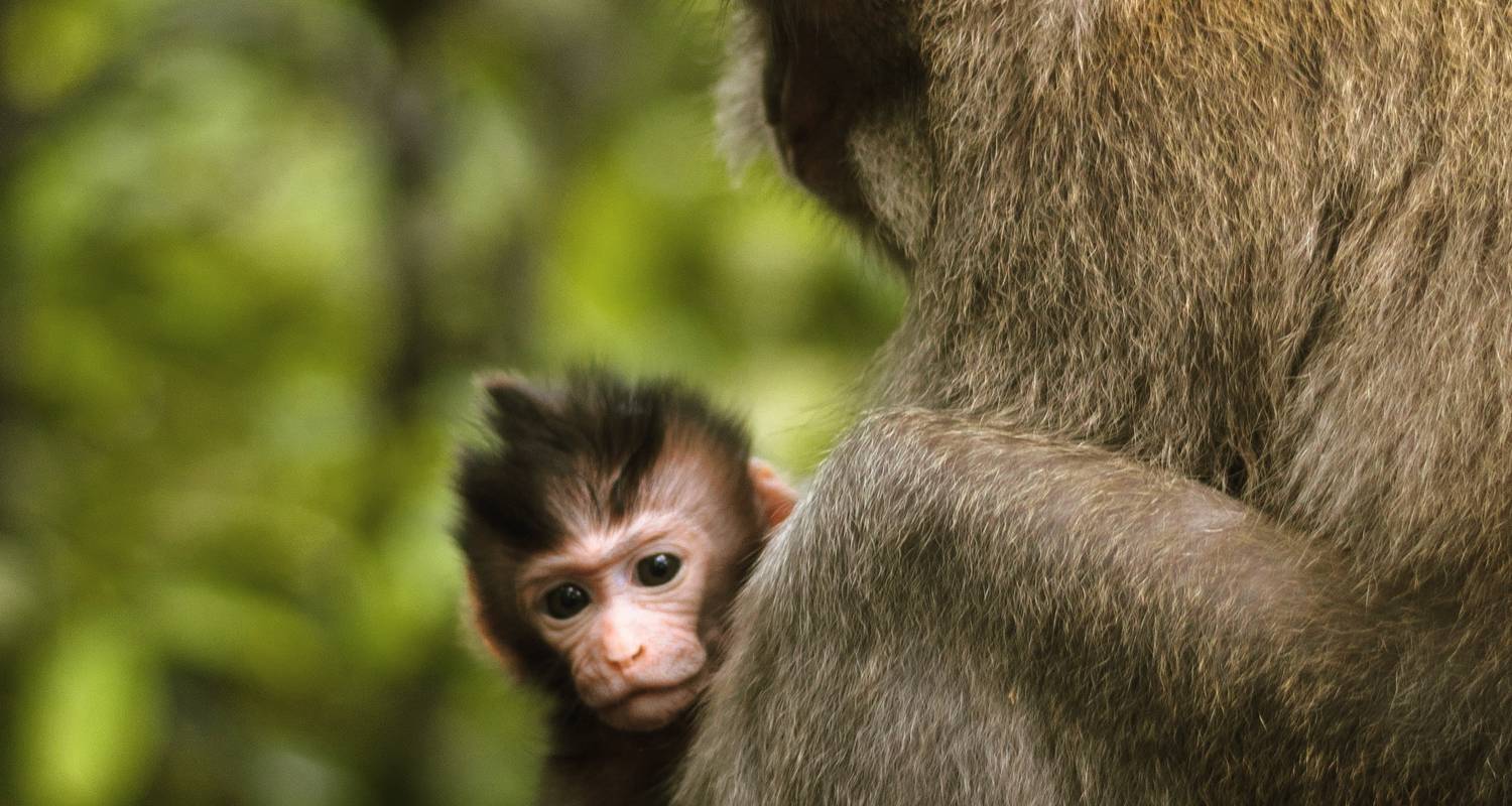 Bali Bucketlist: ¡Columpio de la Jungla a la Puerta del Cielo! - journaway