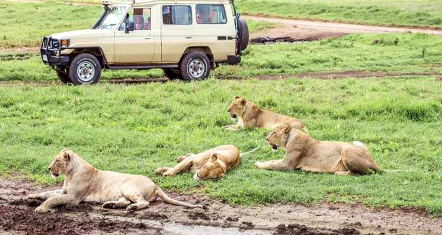 Kenia Big Five - 8 Tage - kilimanjaro habitas