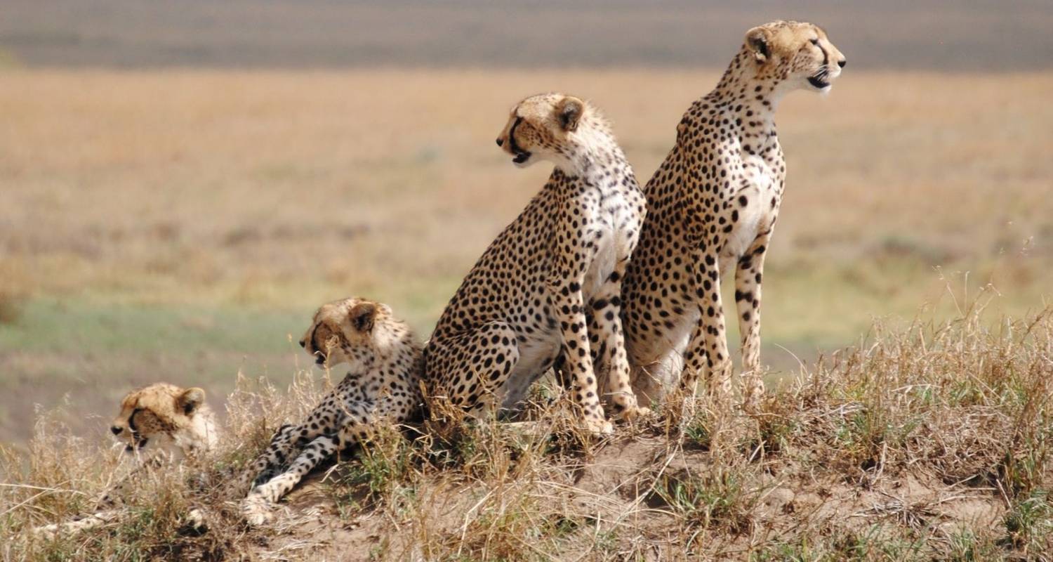 Photographic Safari Expeditions (December to March) by Zara Tours (Zara ...