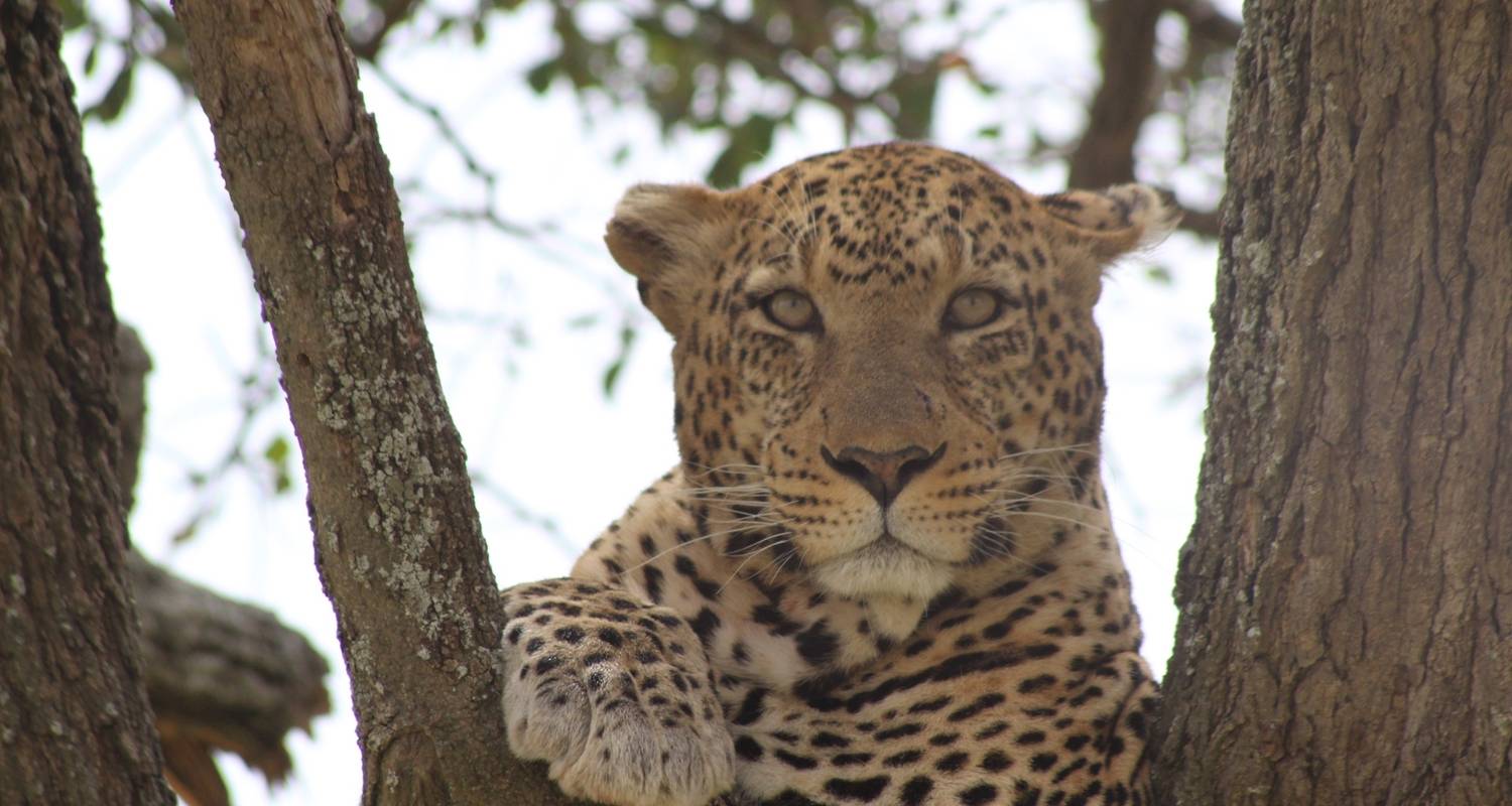 Safari photographique en Tanzanie - de Materuni à la rivière Mara - Zara Tours (Zara Tanzania Adventures)