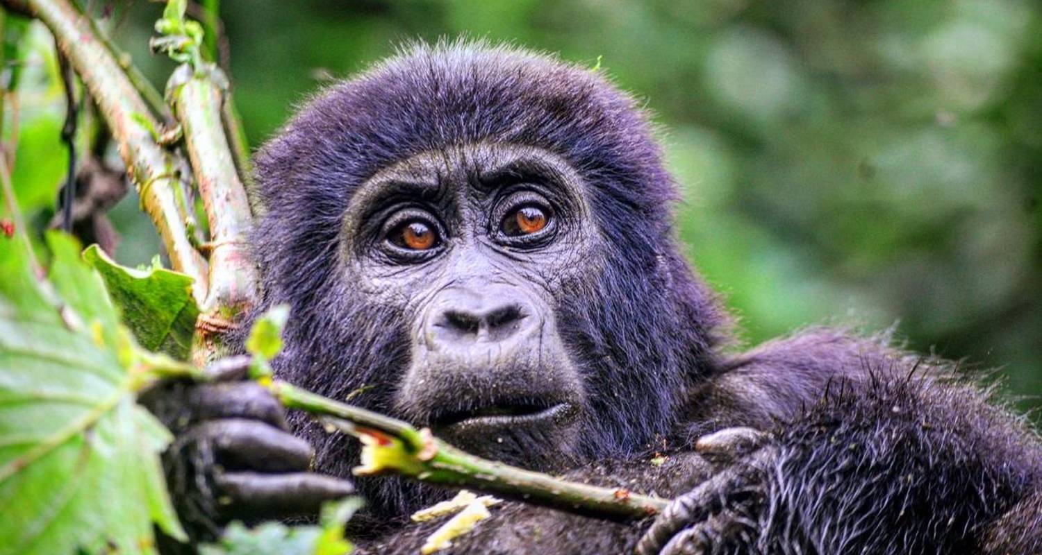 Best of Uganda Gorilla, Chimpanzee And Wildlife Safari - Best Active Adventure