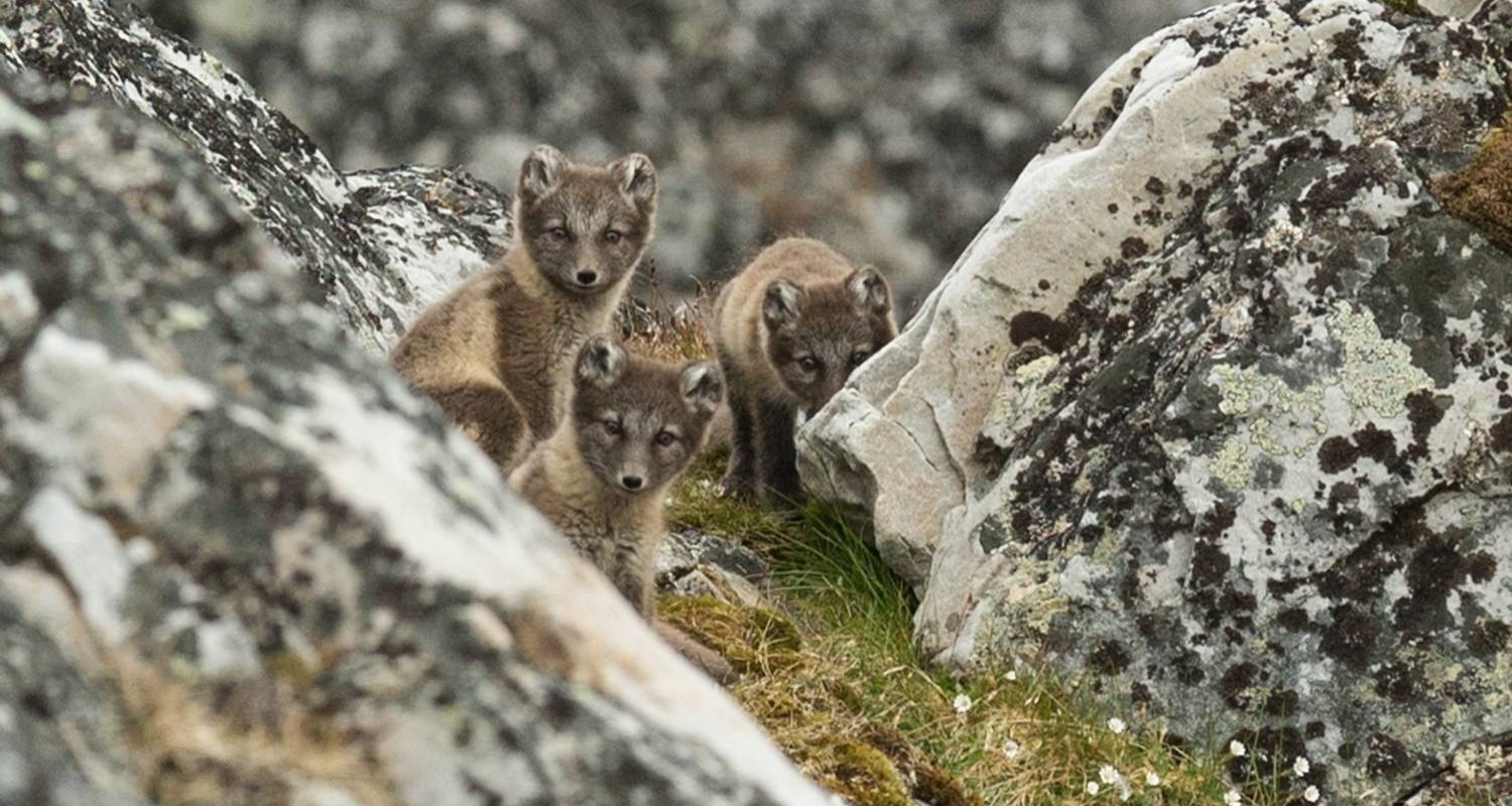 Svalbard Explorer: Best of High Arctic Norway in Depth