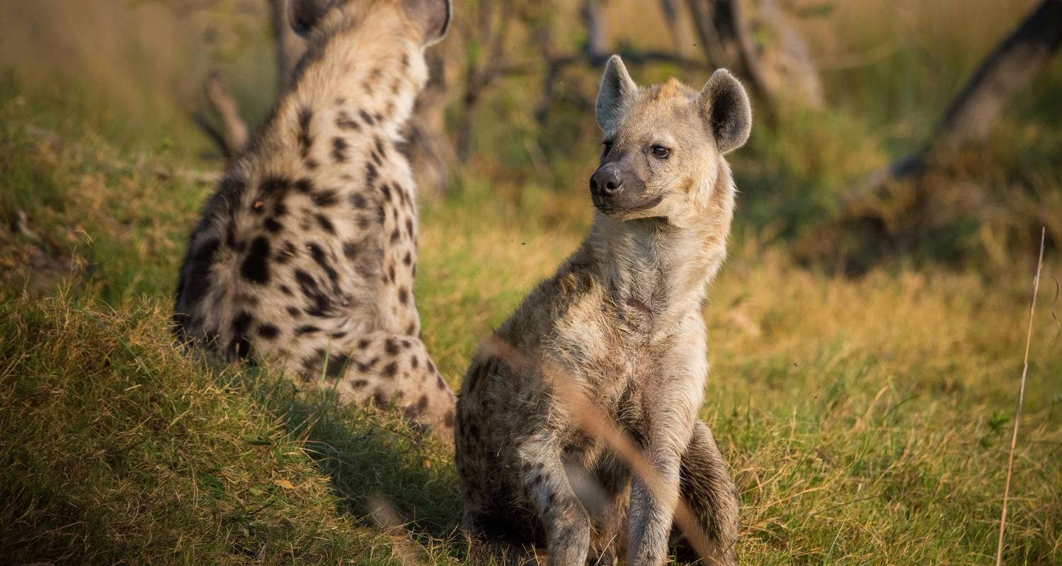 Safari Aberdare de 1 jour - Samson's Safaris