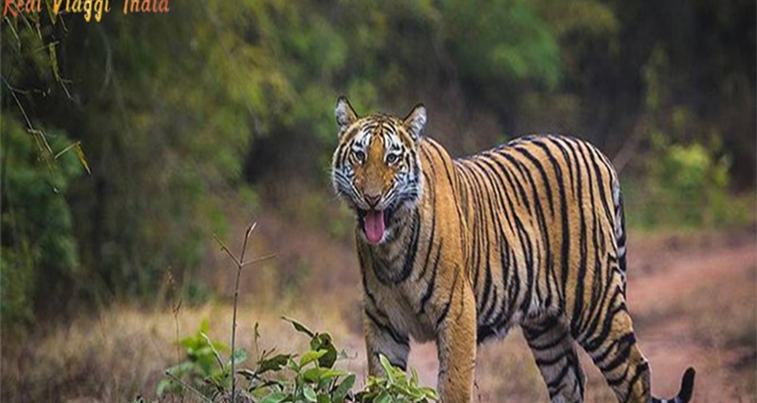 Meilleur endroit pour un safari dans la jungle en Inde depuis Mumbai - Real viaggi india 