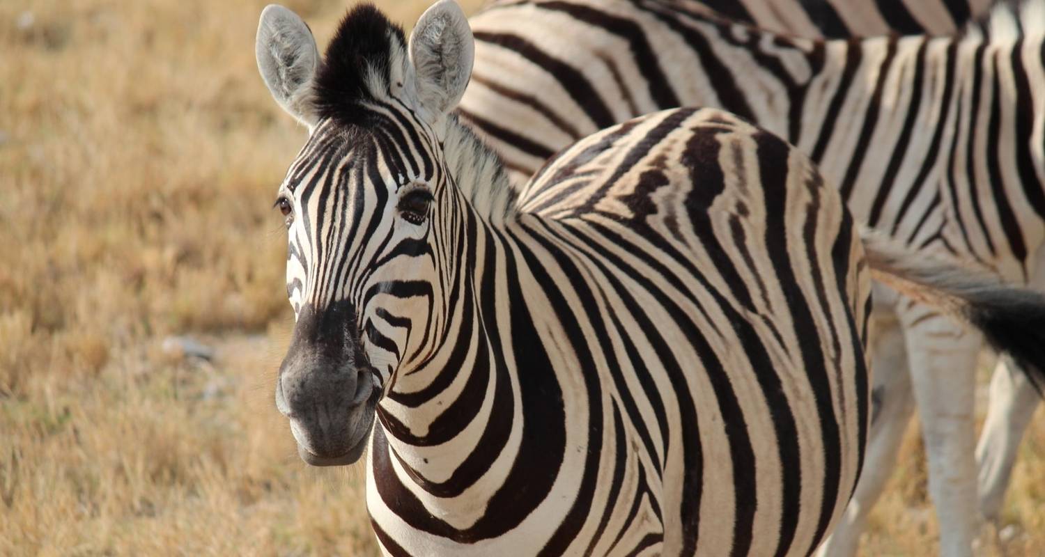 3 Day Etosha Express Lodge Safari * DEPARTING TUESDAY - World Adventure Tours