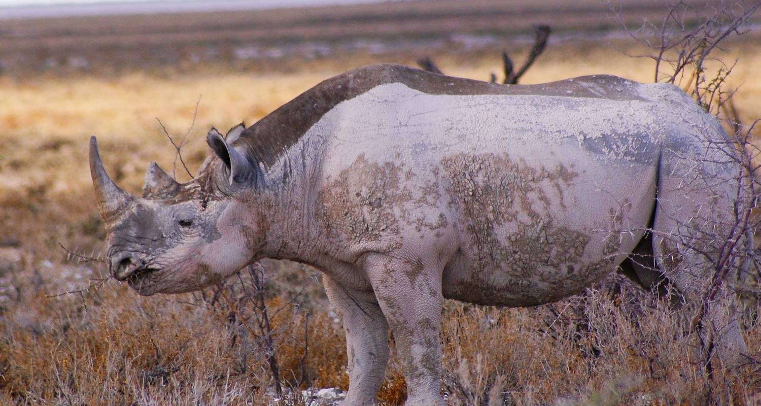 Jeep & 4wd Tours & Trips in Etosha National Park