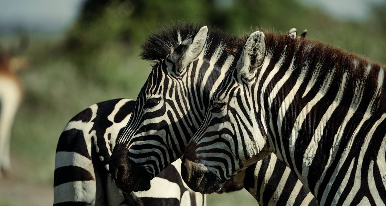 Safari de 16 días por Gorilas y Zanzíbar: Una mezcla perfecta de aventura y romance - Shiri Adventures