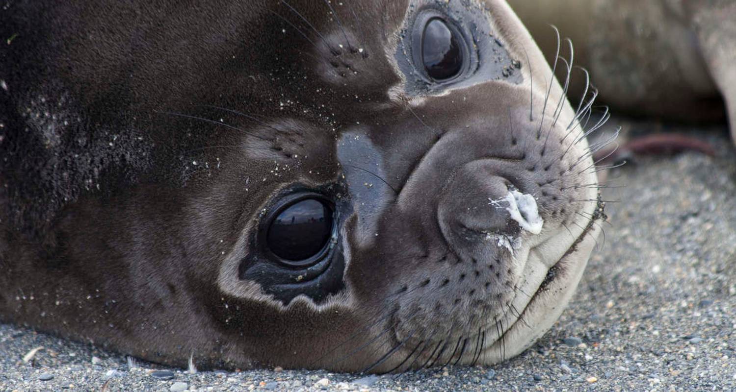 Falklands, South Georgia and Antarctica - M/V Sylvia Earle (Fly) by ...