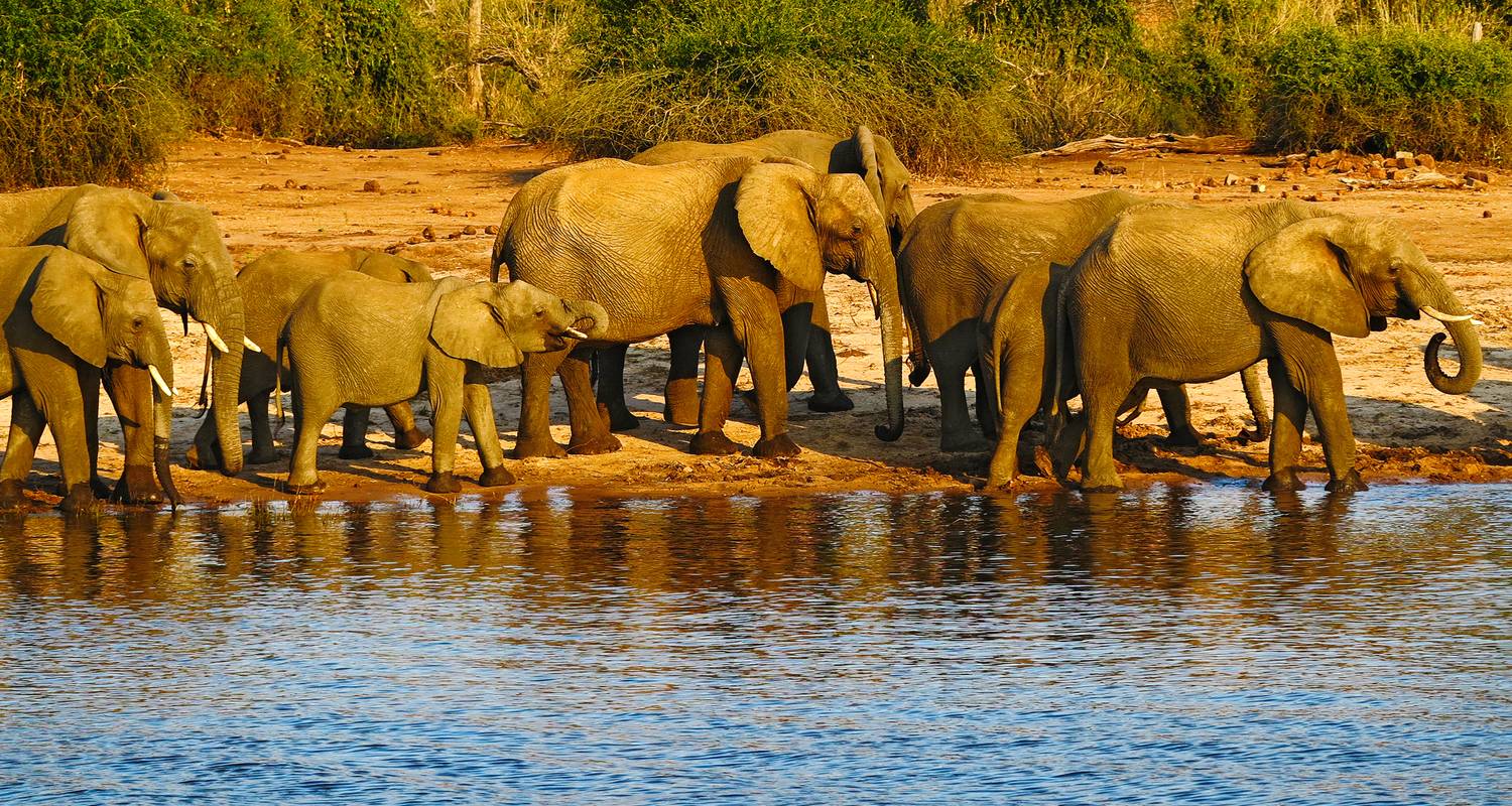 Elephant Tours & Trips in Chobe National Park