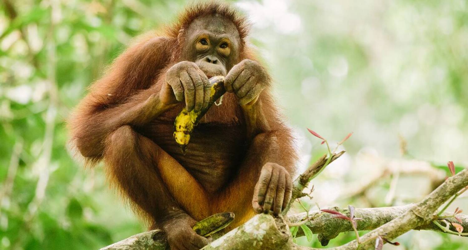 Best of Borneo - Intrepid Travel