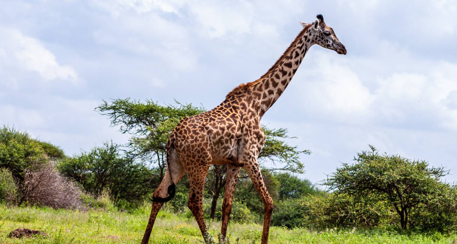 5 Days of Wildlife Wonders in Maasai Mara, Lake Nakuru, and Lake Naivasha - Motto Tours