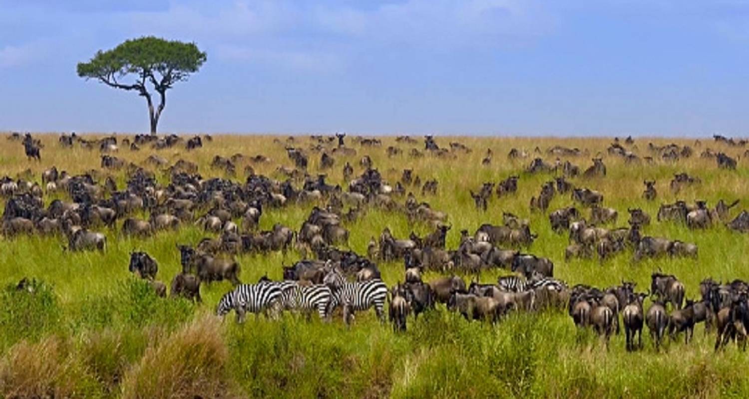 Beste 4-daagse Serengeti, Tanzania Groepsreizen: Vertrek vanuit Arusha - Africa Natural Tours