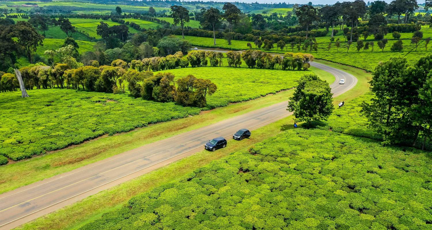 Visita a la granja de té de Limuru - Samson's Safaris