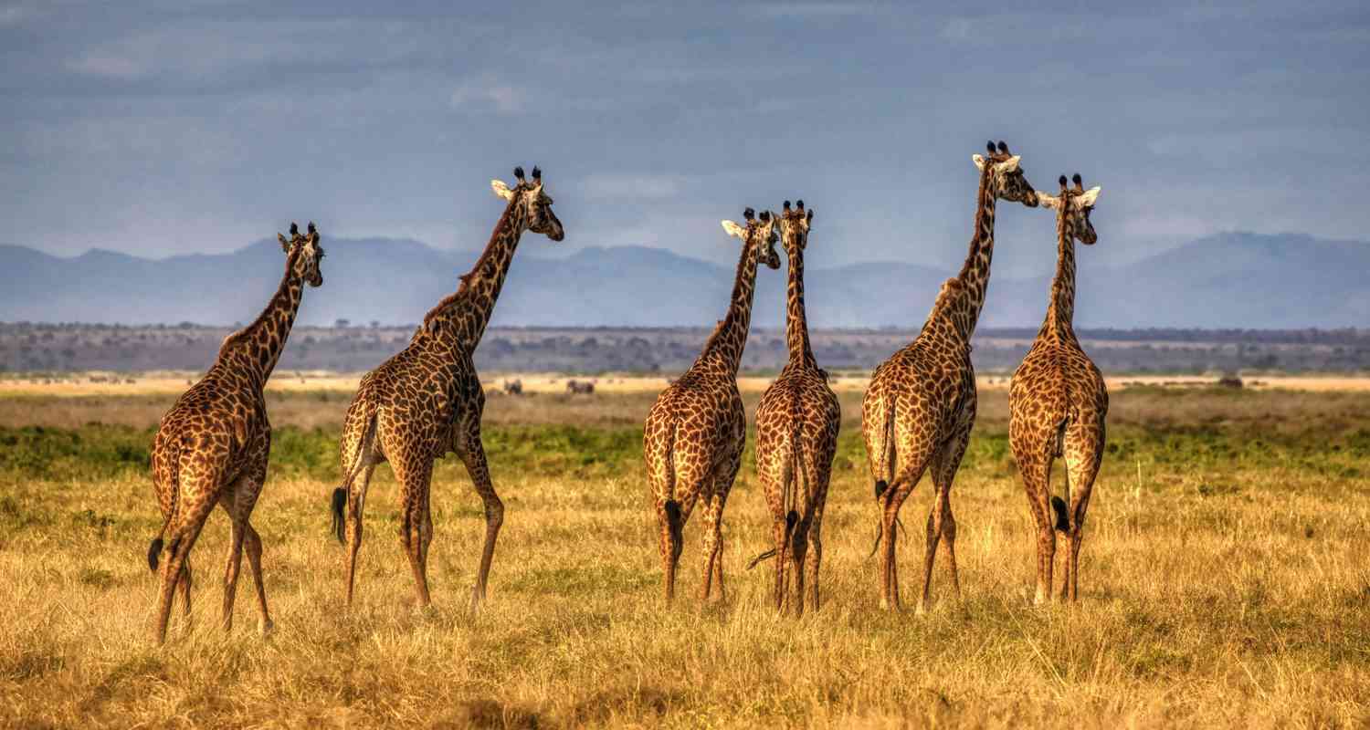 8-Day Kenya Group Joining Safari by Samson's Safaris - TourRadar