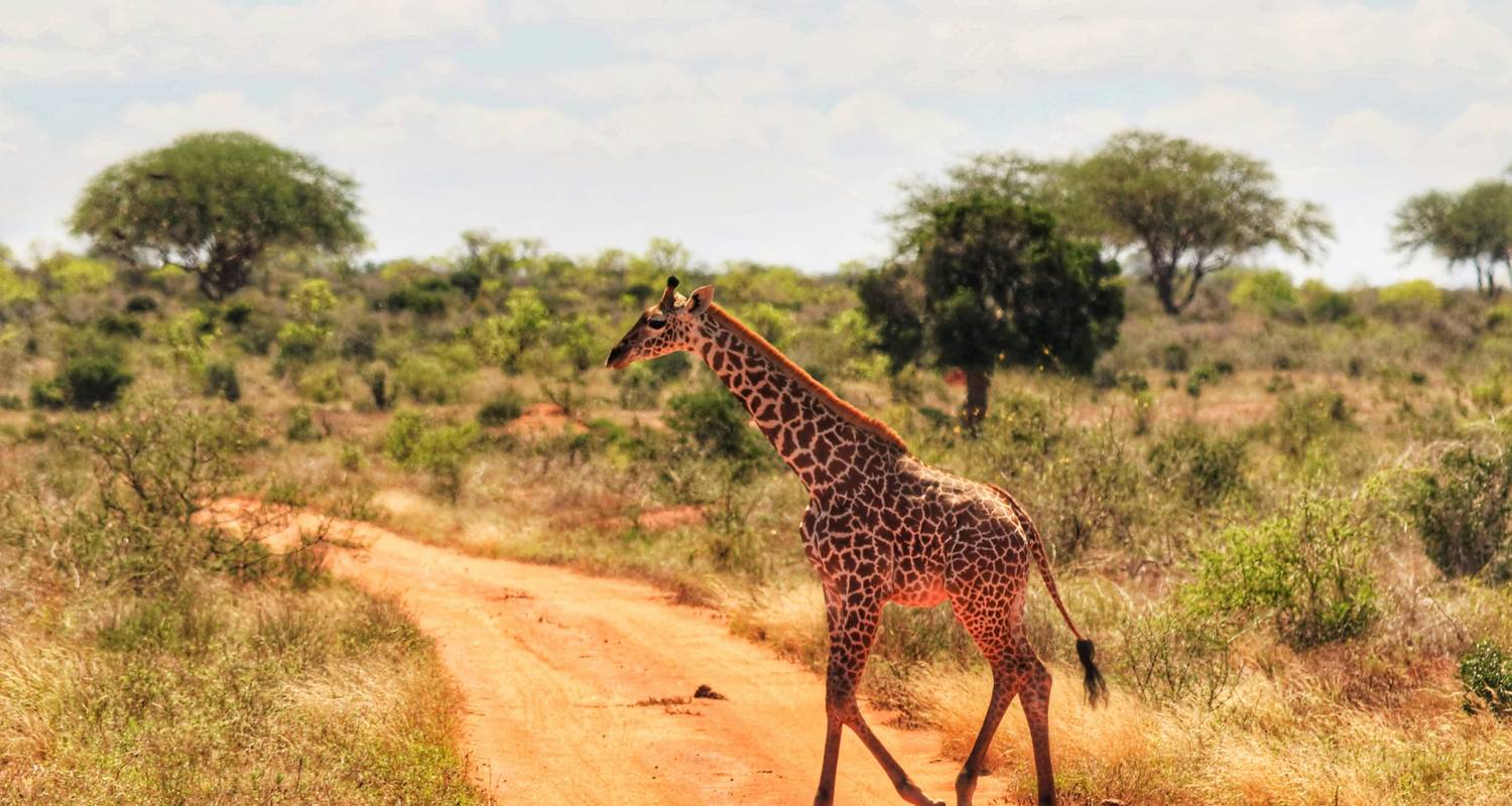 1 dagen Tsavo East National Park safari vanuit Diani - Samson's Safaris