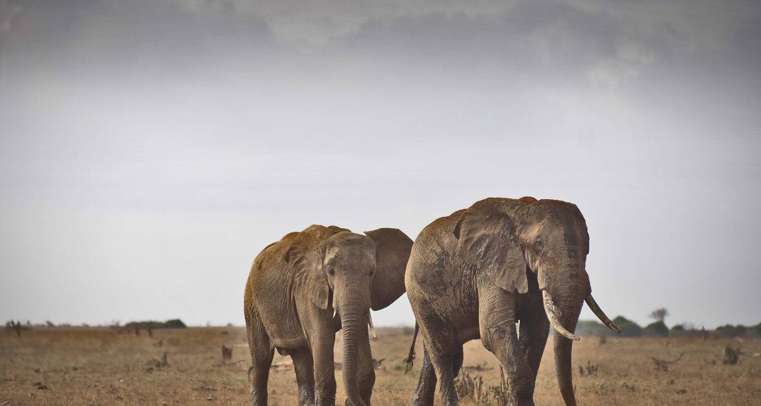 Tsavo Nationalpark Reisen