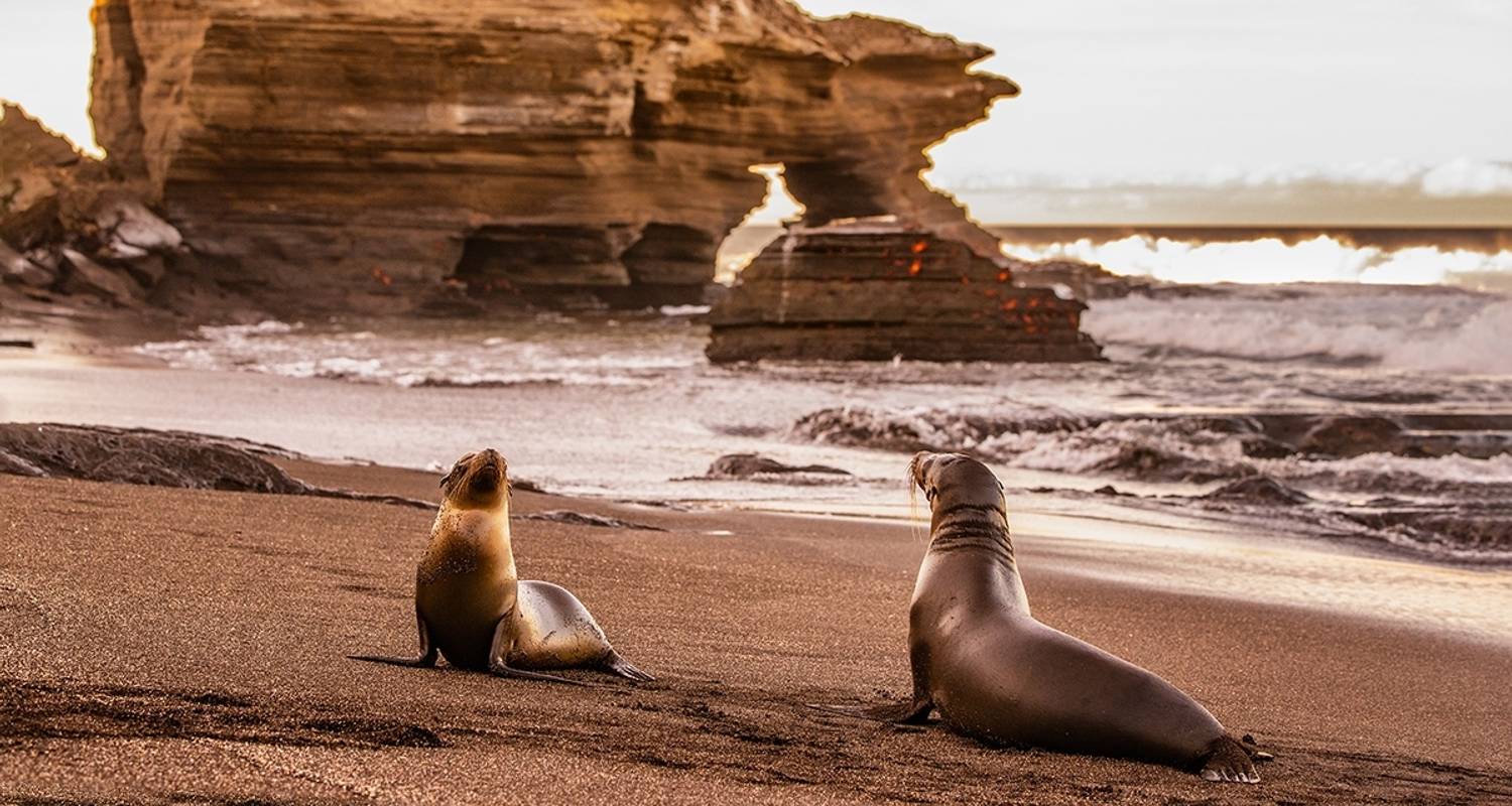 Croisière d'expédition nature et faune (Route du Nord) (2025) - Hurtigruten