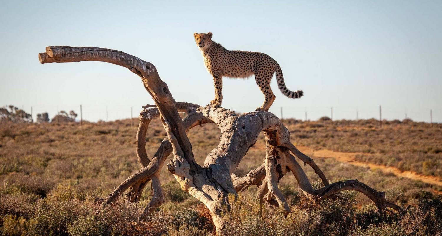 Safari de 3 días con los Cinco Grandes cerca de Ciudad del Cabo - Knap Tours Limited