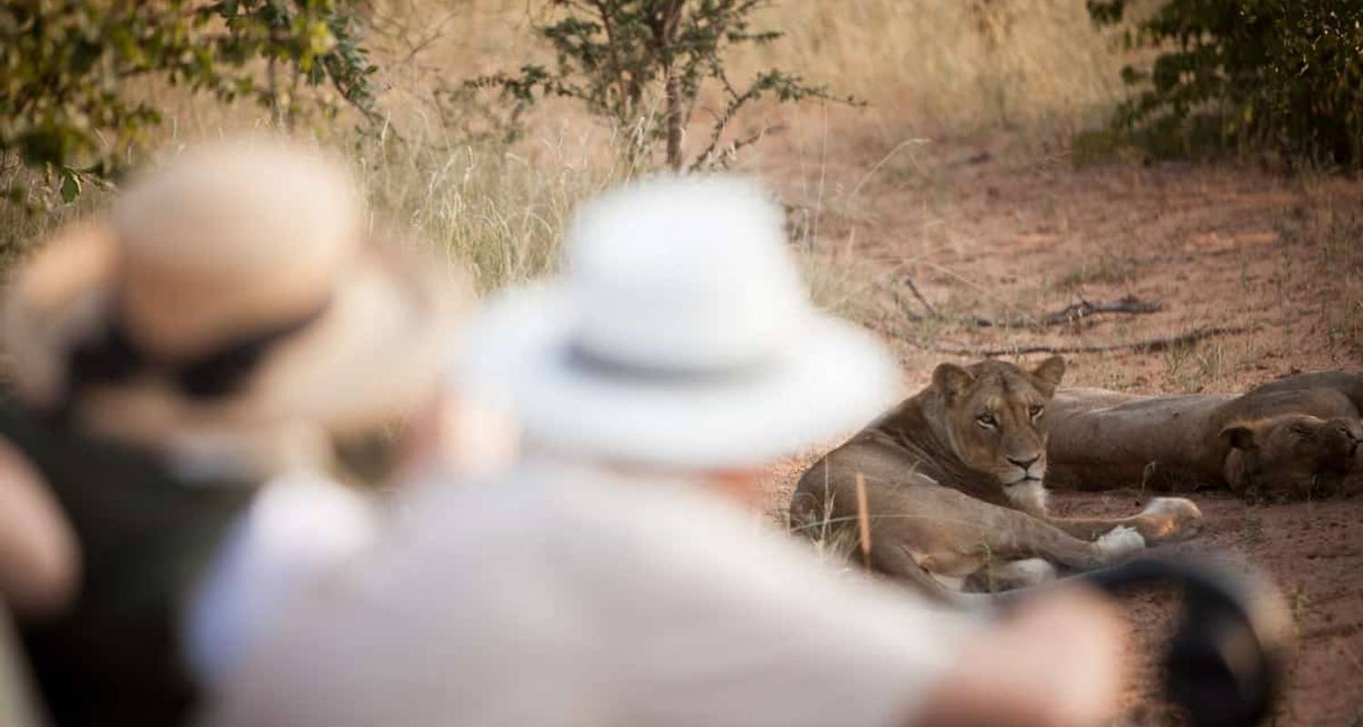 Hoogwaardige ontmoetingen met grote katachtigen in het Krugergebied - Knap Tours Limited